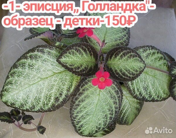 Эписции акварельные