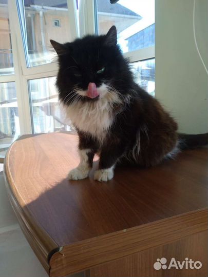 Кошечке очень ищет любящие ручки