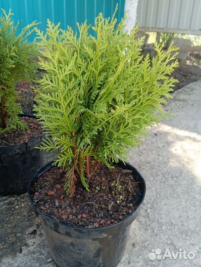 Хвойные растения