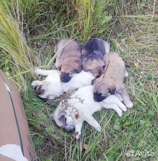 Щенки бесплатно в добрые руки