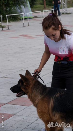 Дрессировка собак, Зоогостиница, передержка