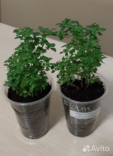 Базилик мелколистный