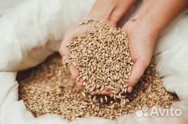 Зерно пшеница