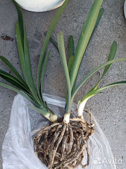 Комнатные цветы кливия