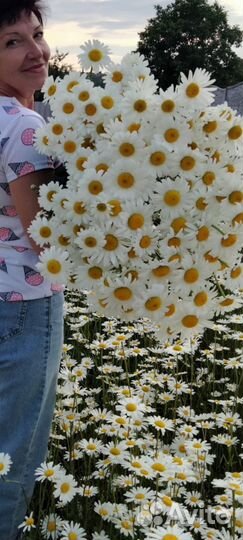 Корни ромашки