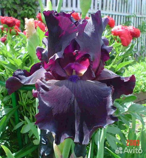 Сортовые германские ирисы