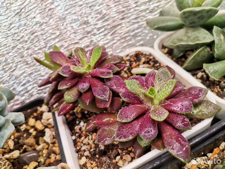 Кактусы и суккуленты