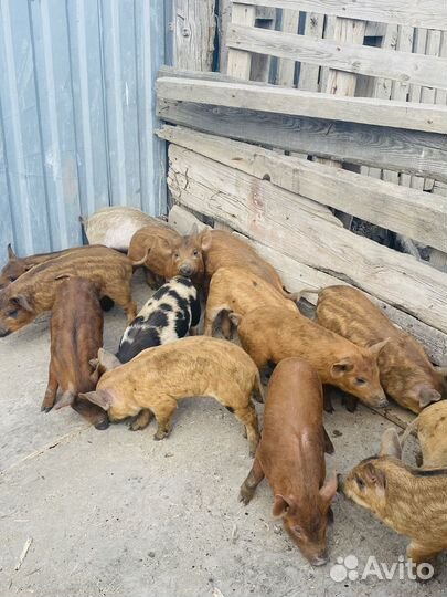 Свинье И поросята