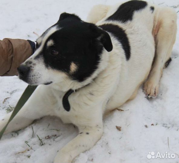 Оуэн ищет семью