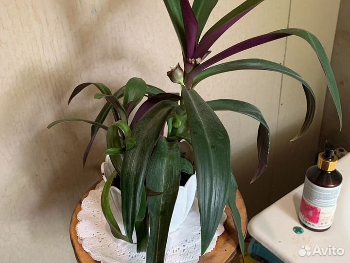 Цветок Корделина(рео)