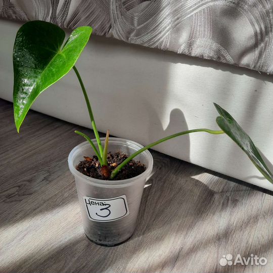 Антуриум Спатифиллиум Мужское/женское счастье