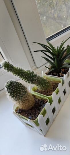 Кактусы в кашпо