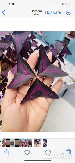 Оксалис, Кислица, Бабочка