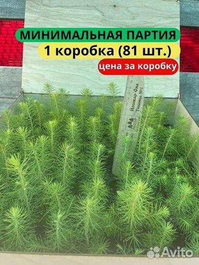 Саженцы сосны обыкновенной зкс от производителя