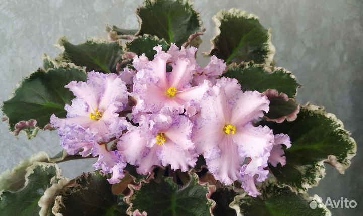 Детки сортовых фиалок