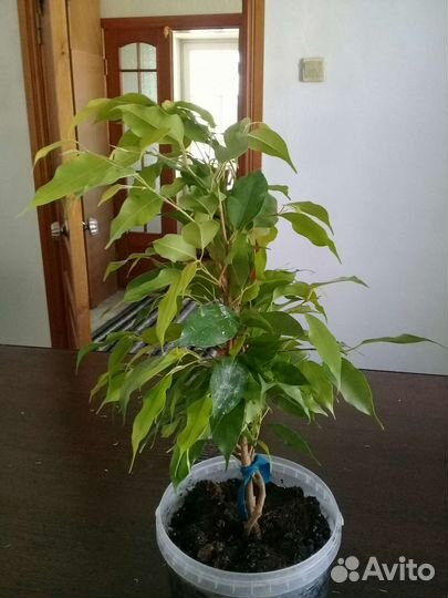 Фикус бенджамина