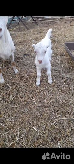 Козлики на племя