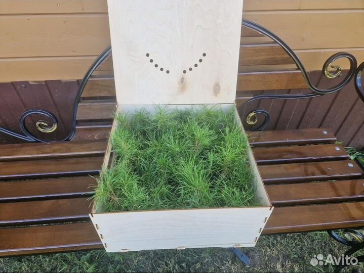 Сеянцы ели зкс оптом