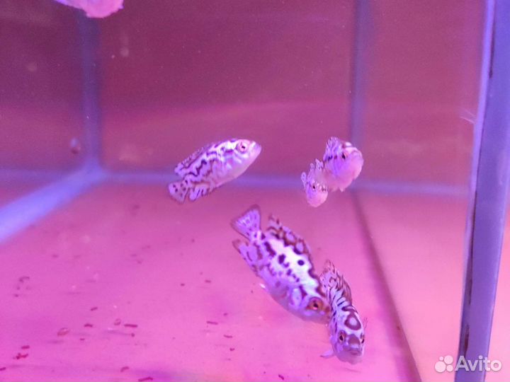 Цихлазома Блю Демпси Аквариумные рыбки