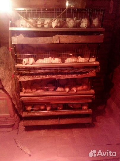 Техасский перепел