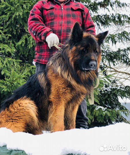 Вязка немецкой овчарки