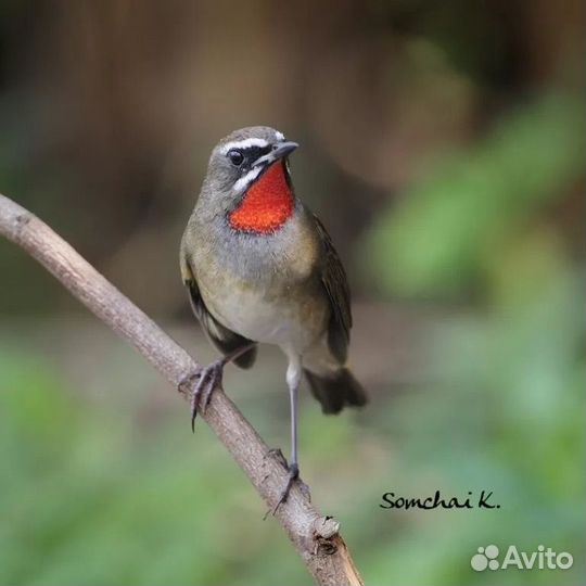 Певчие птицы