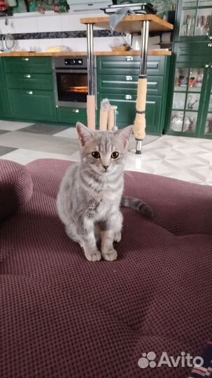 Кошка