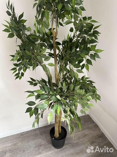 Фикус кашпо IKEA