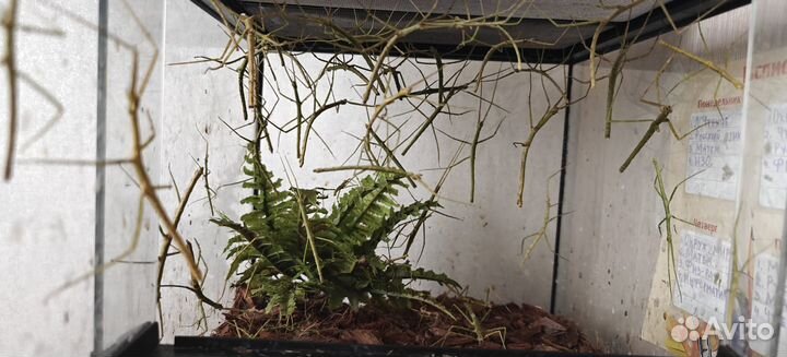 Отдам Аннамских палочников в добрые руки