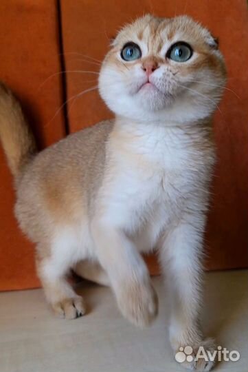 Золотые котята. Питомник