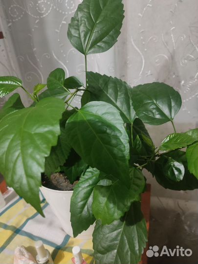 Гибискус китайская роза