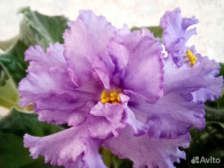 Взрослые сортовые фиалки