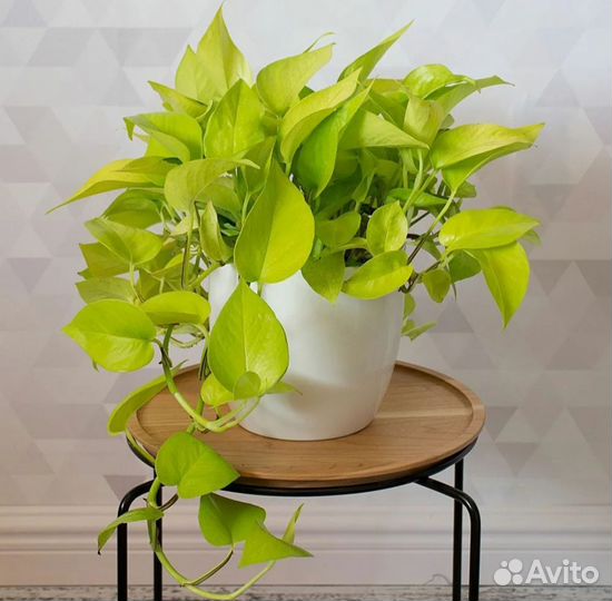 Сцендапсусы