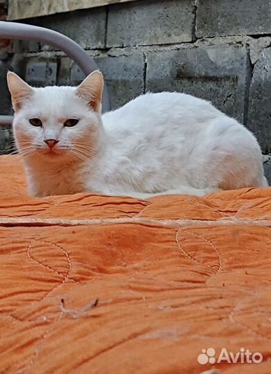 Спасённая белая кошечка Зефира. В дар