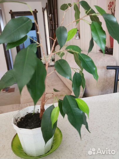 Фикус бенджамина
