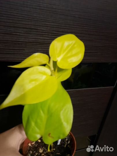 Филодендрон неон лайм