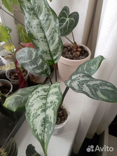 Аглаонема, филодендрон, фикус, маранта