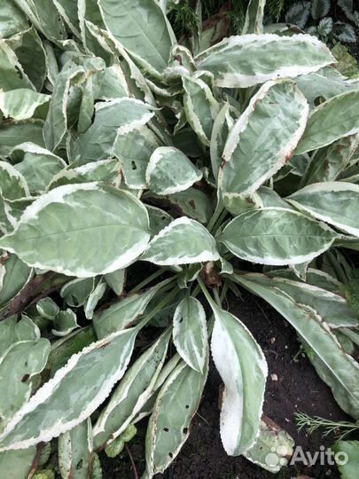 Медуница красная Дэвид Вард