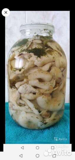 Грибы белянки(не скрипуны)