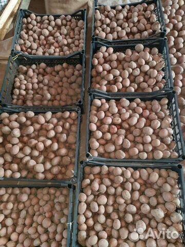 Семенной картофель ред скарлет, фаворит,метеор