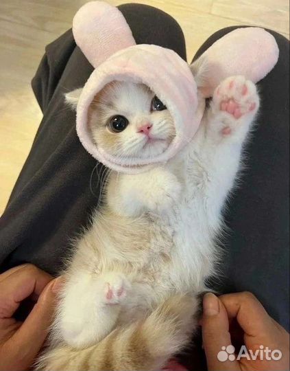 Уход за животными с проживанием