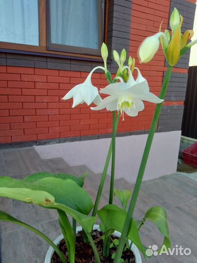 Эухарис или амазонская лилия