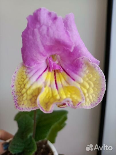 Стрептокарпусы почтой