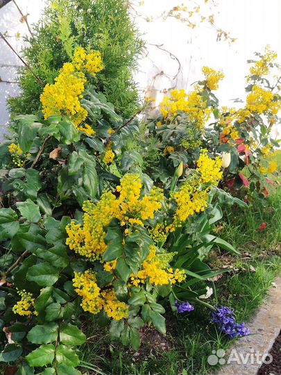 Магония падуболистная