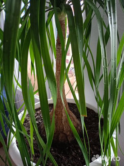 Бокарнея - Нолина комнатное растение