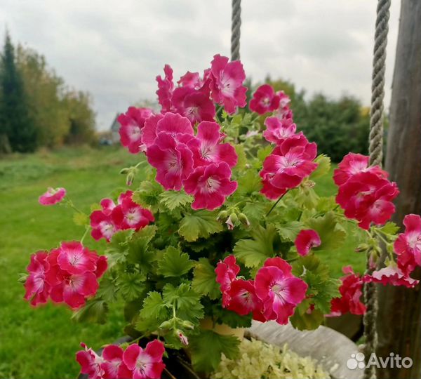 Пеларгония сортовая