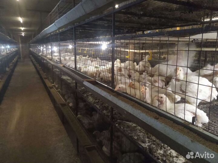 Цыплята бройлеры живым весом 2.3-3кг