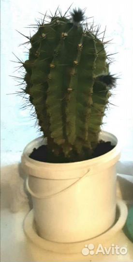 Алоэ остистое Кактус Маммиллярия Эхинопсис Опунция