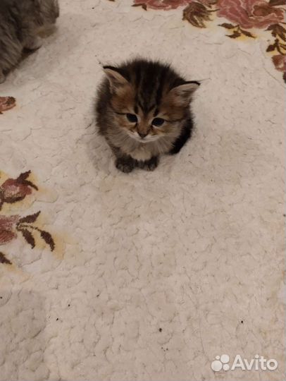 Персидская