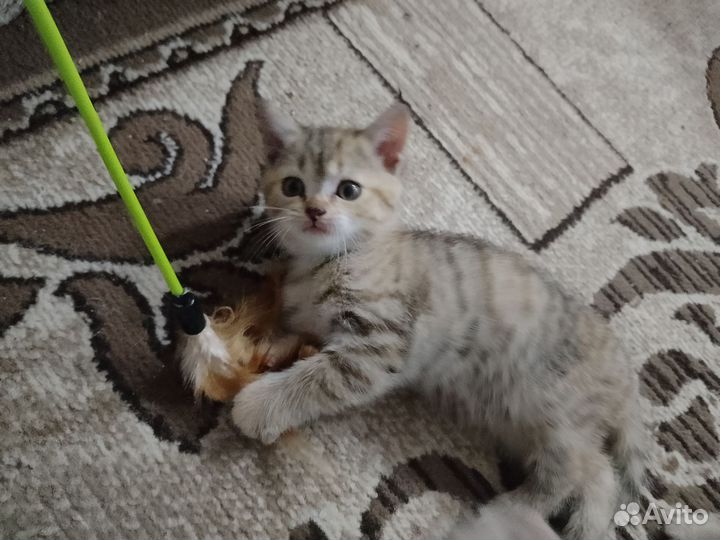 Котёнок шотландский скоттиш-страйт